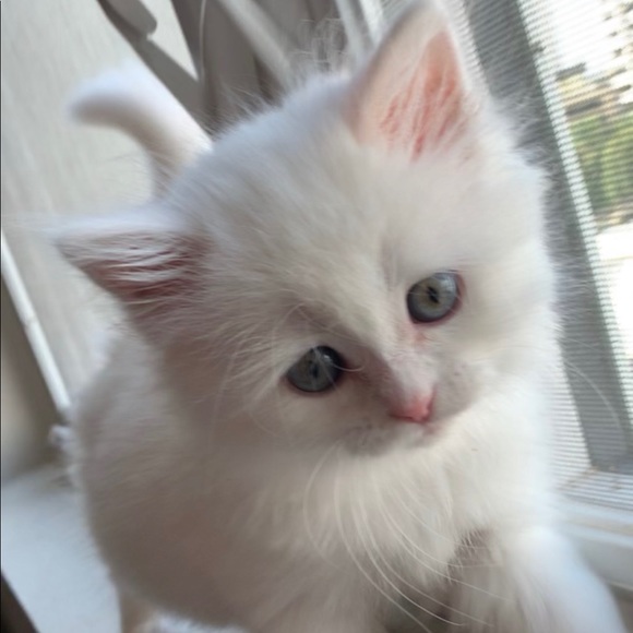 Meet your Posher, Tina - Picture 4 of 4